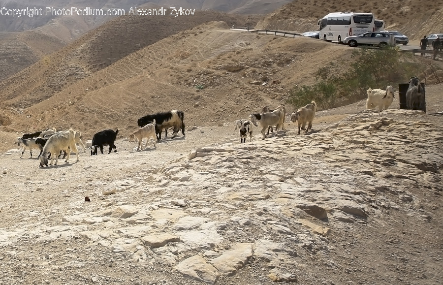 Ground, Soil, Animal, Cattle, Mammal