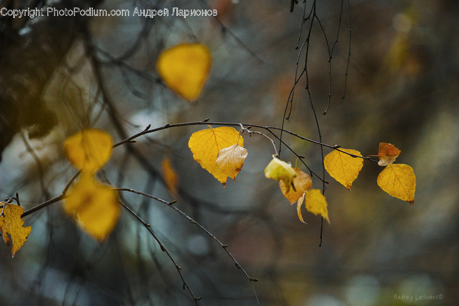 Veins, Flora, Leaf, Maple Leaf, Plant