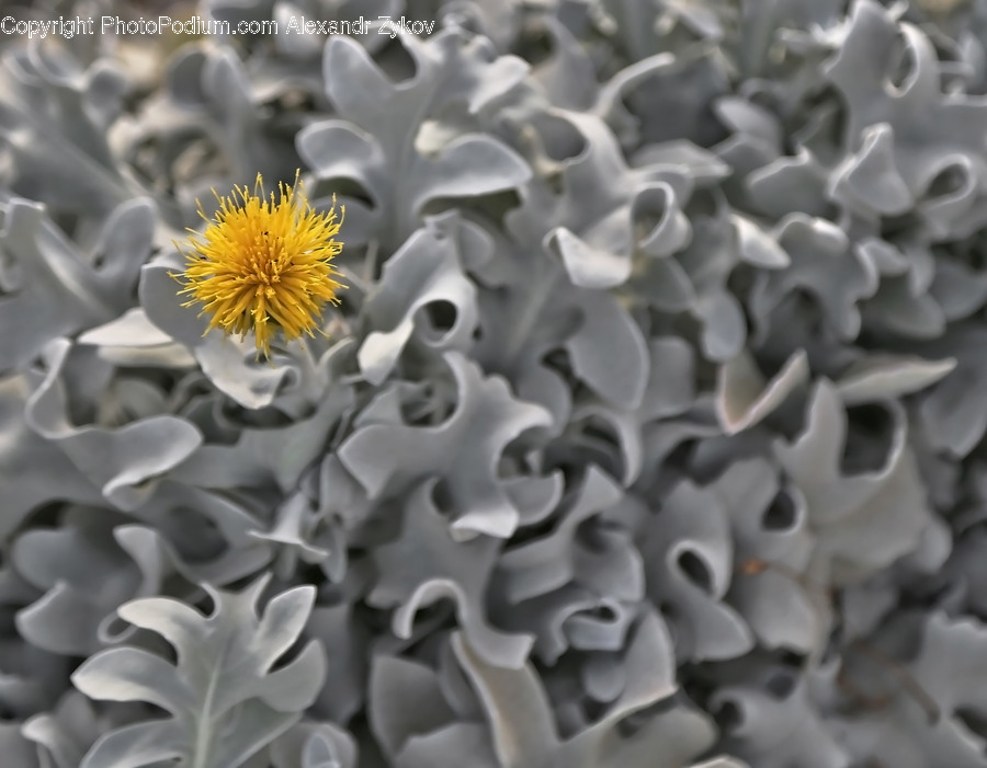 Asteraceae, Blossom, Flora, Flower, Plant