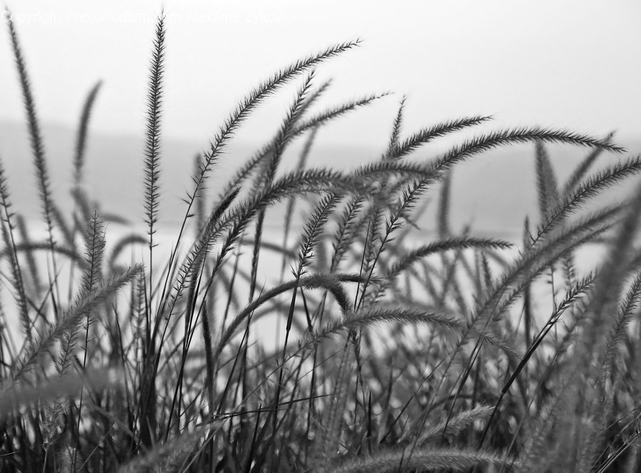 Flora, Grass, Plant, Reed, Food