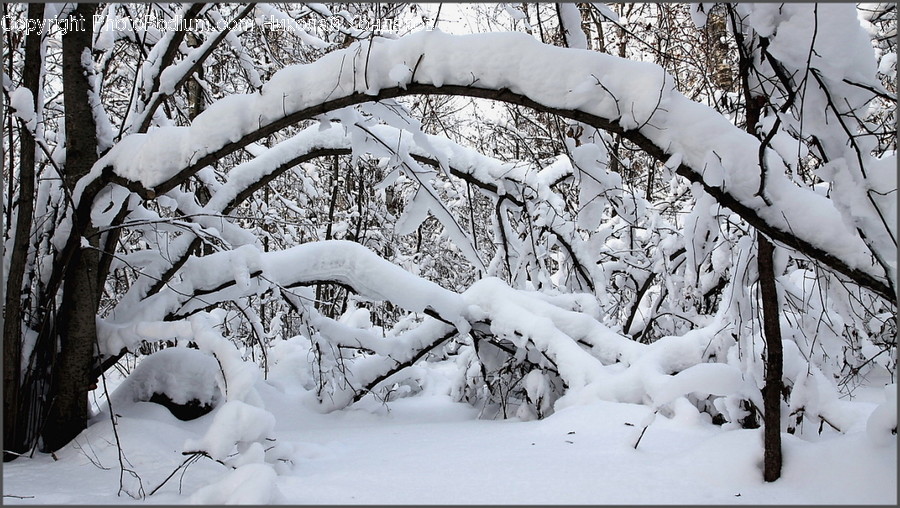 Outdoors, Snow, Flora, Plant, Tree