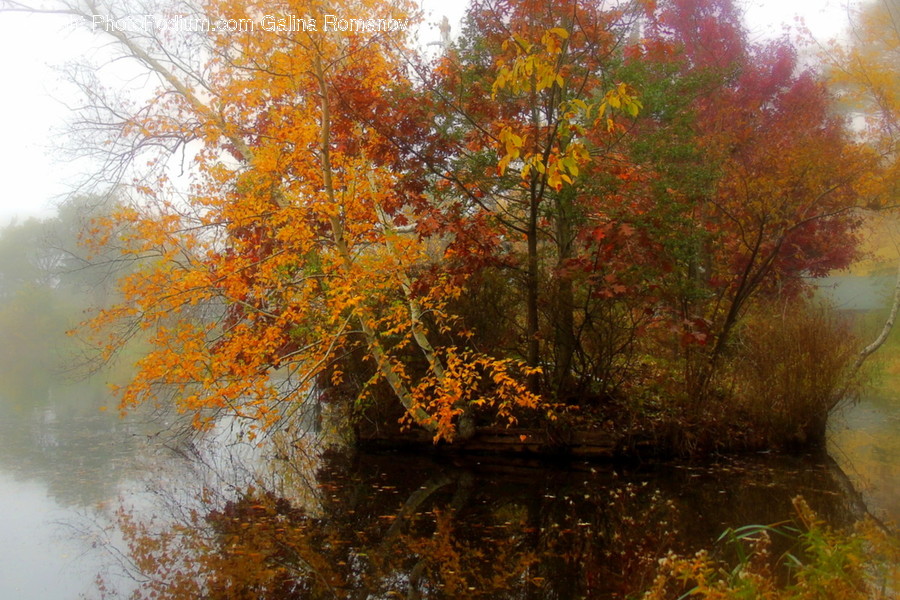 Flora, Forest, Land, Nature, Outdoors