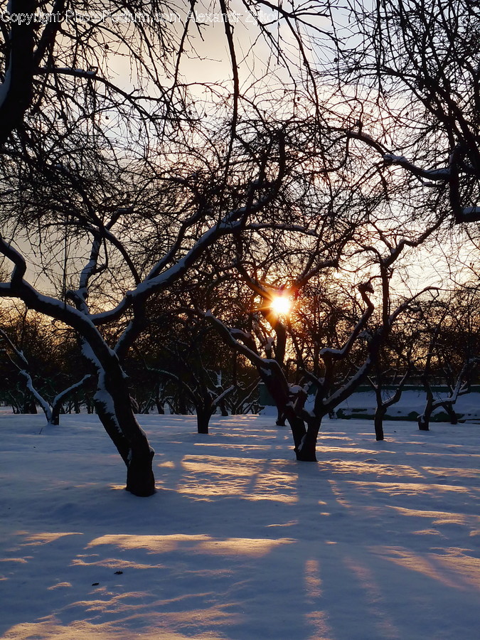 Flora, Plant, Tree, Park, Sunlight