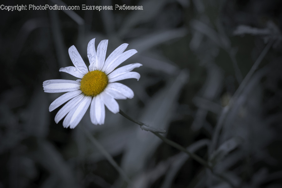 Blossom, Daisies, Daisy, Flora, Flower