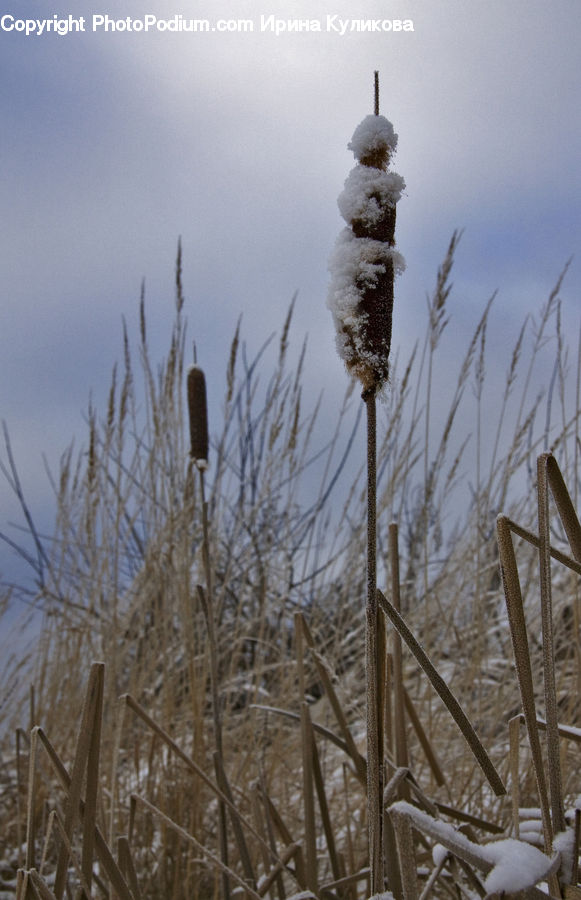 Frost, Ice, Outdoors, Snow, Grass, Plant, Reed
