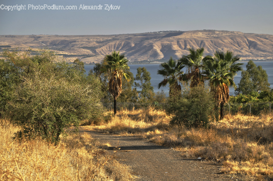 Desert, Nature, Outdoors, Soil, Flora