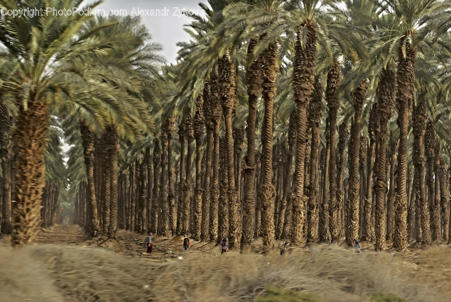 Arecaceae, Flora, Palm Tree, Plant, Tree