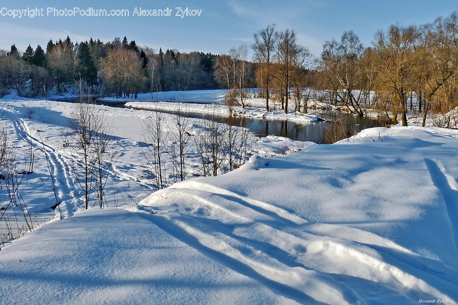 Outdoors, Snow, Conifer, Flora, Plant