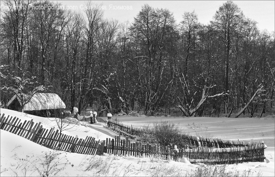 Outdoors, Snow, Flora, Forest, Land