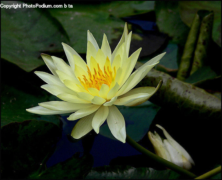 Flower, Lily, Plant, Pond Lily, Blossom, Flora, Dahlia