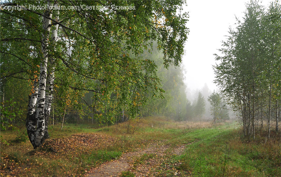 Dirt Road, Gravel, Road, Fog, Mist