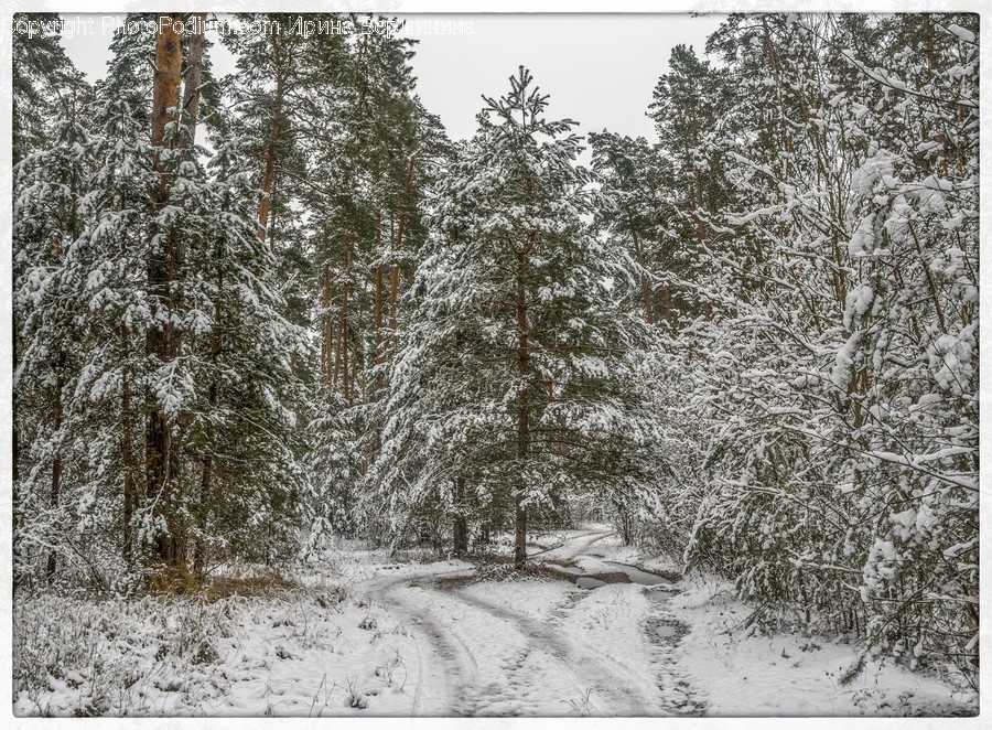 Outdoors, Snow, Conifer, Flora, Pine