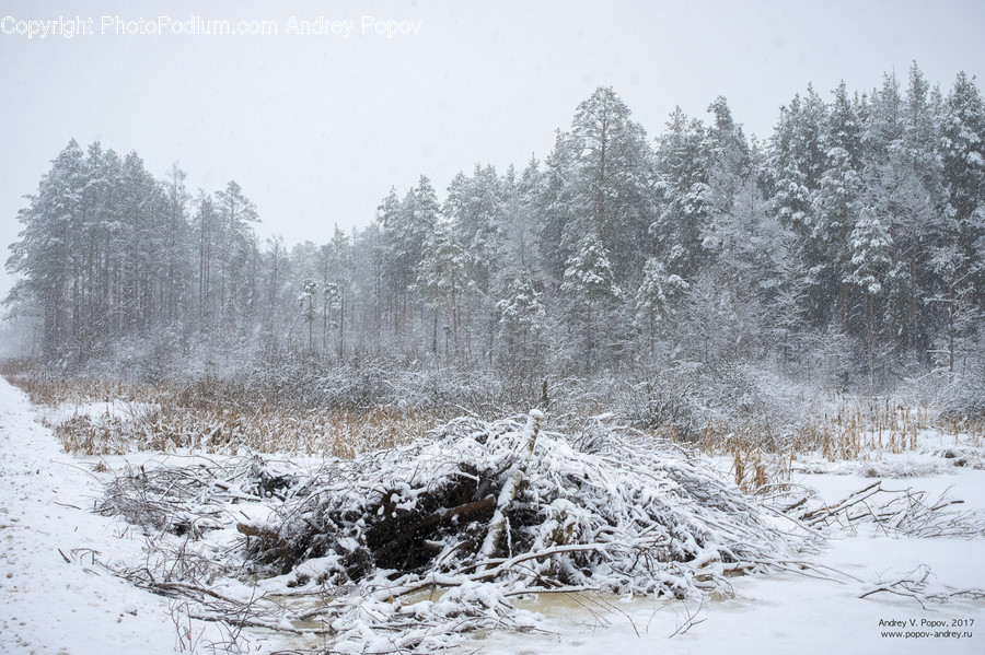 Frost, Ice, Outdoors, Snow, Flora