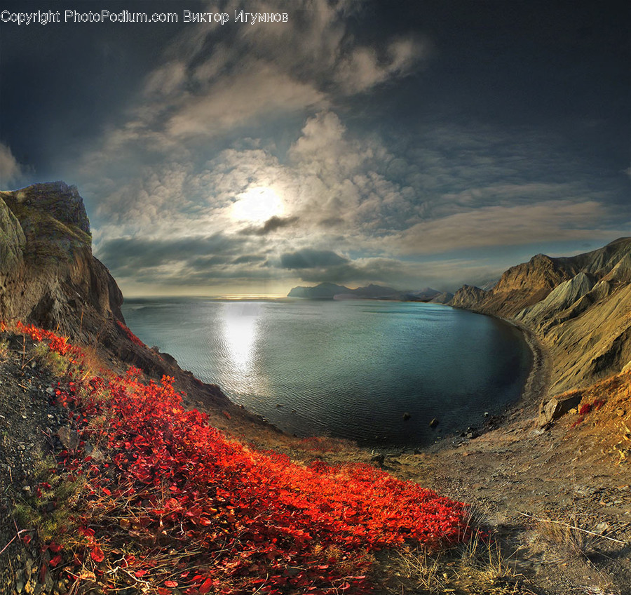 Cliff, Outdoors, Bush, Flora, Plant