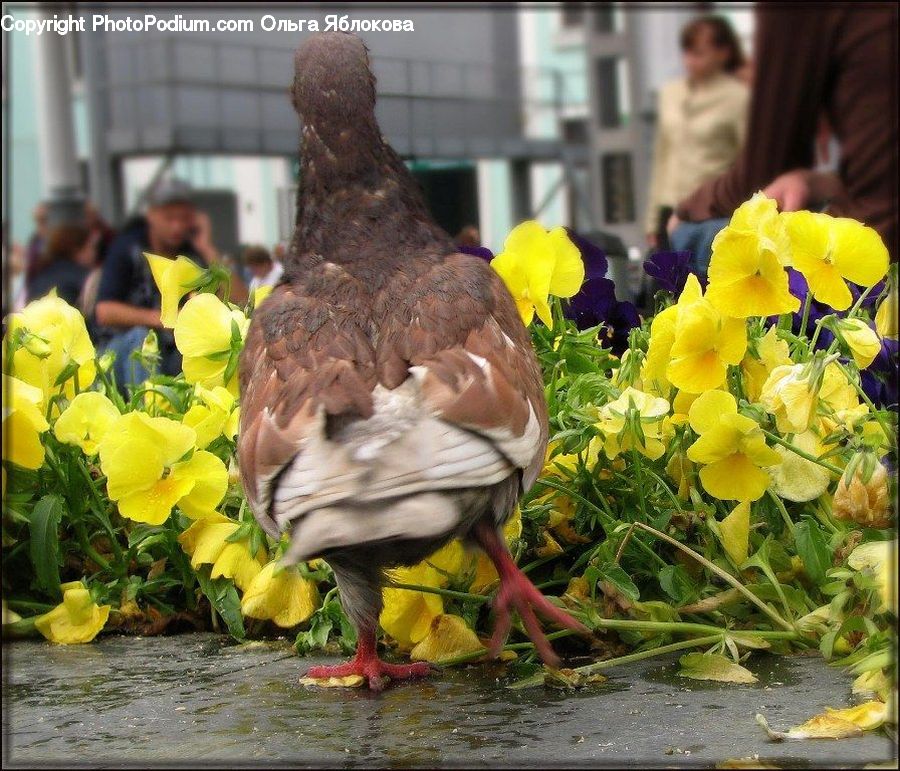 People, Person, Human, Plant, Potted Plant, Bird, Dove