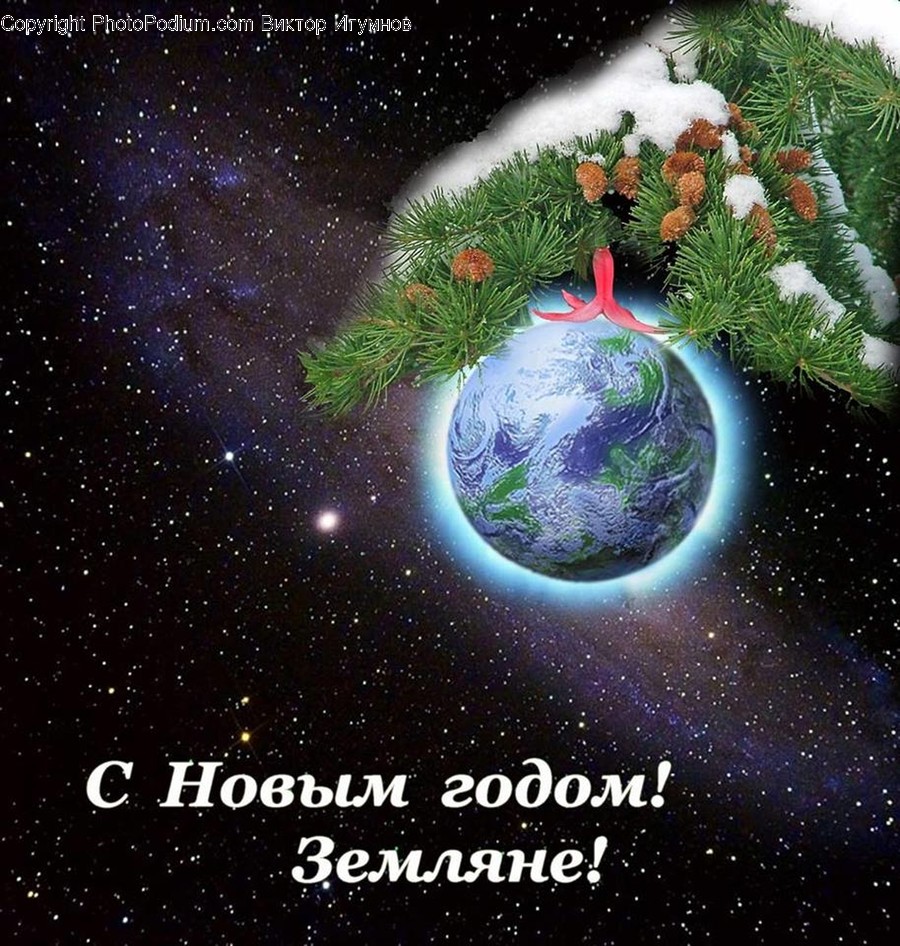 Conifer, Flora, Plant, Tree, Astronomy