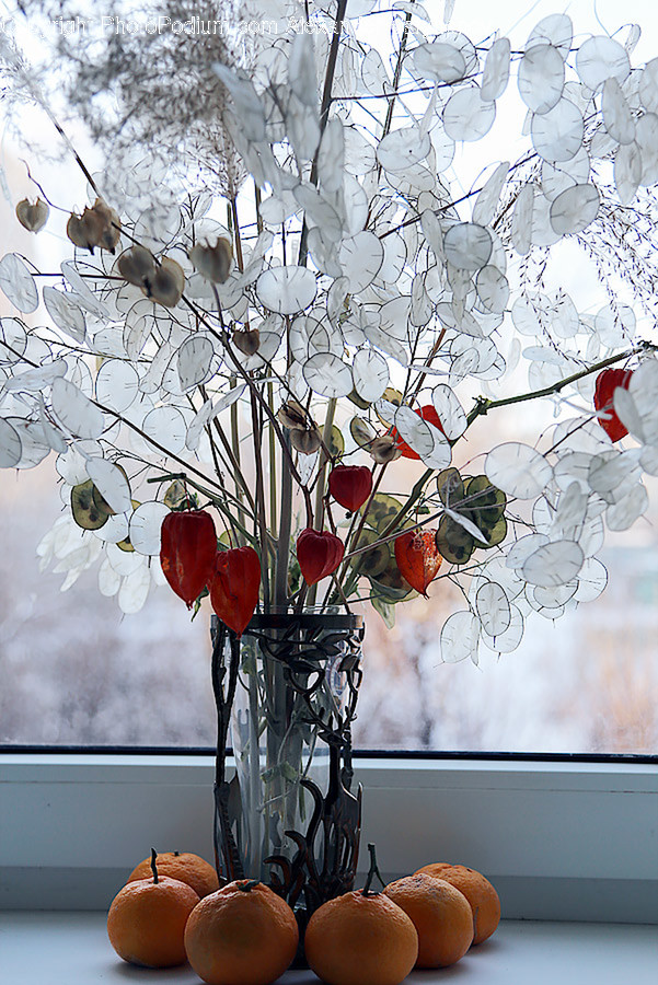 Blossom, Flora, Flower, Flower Arrangement, Ornament