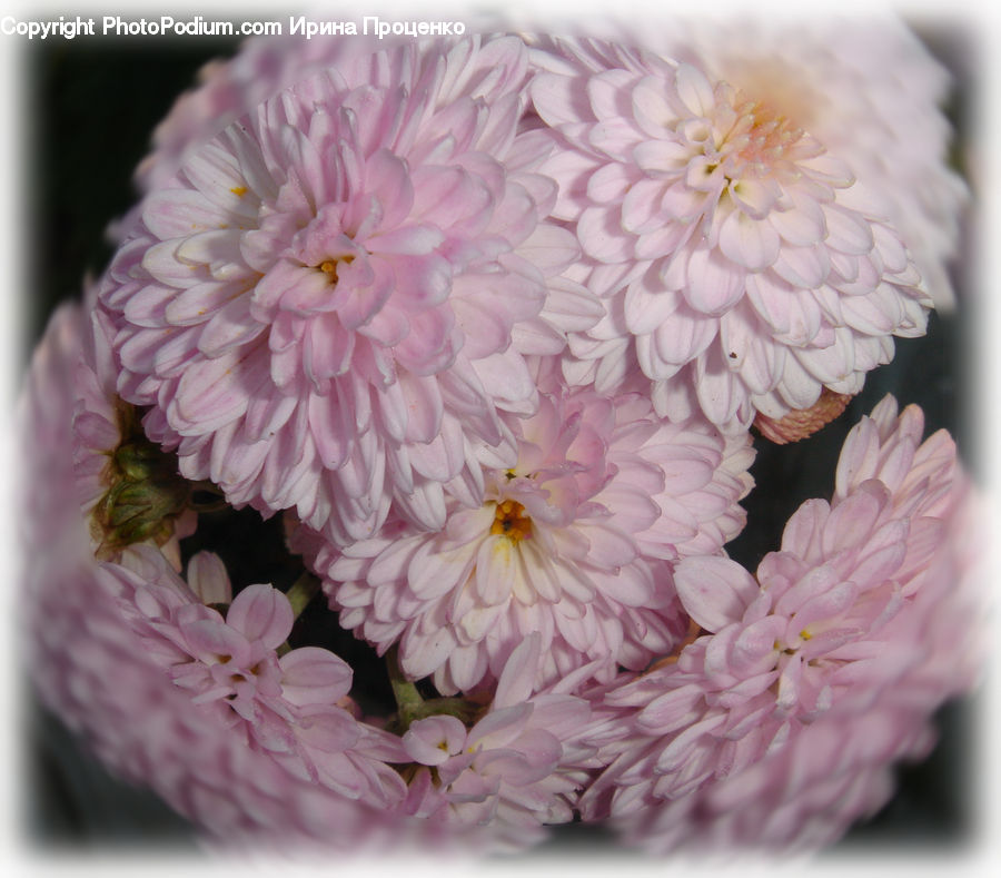 Blossom, Flora, Flower, Plant, Cherry Blossom, Accessories, Geranium