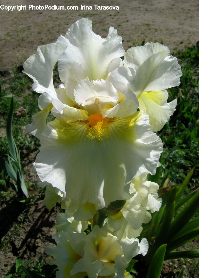 Plant, Potted Plant, Flora, Flower, Gladiolus, Blossom, Peony