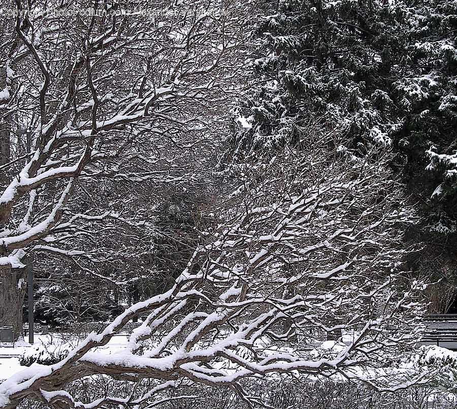 Outdoors, Snow, Blizzard, Nature, Storm