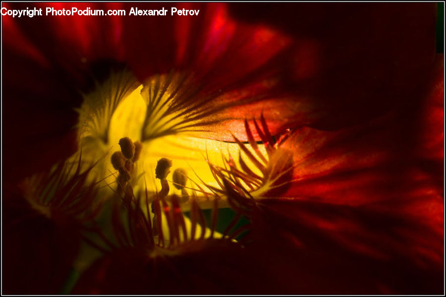 Blossom, Flora, Flower, Geranium, Plant, Silhouette, Crocus