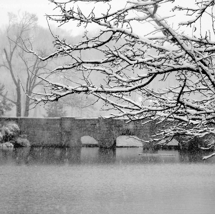 Flora, Plant, Tree, Water, Oak