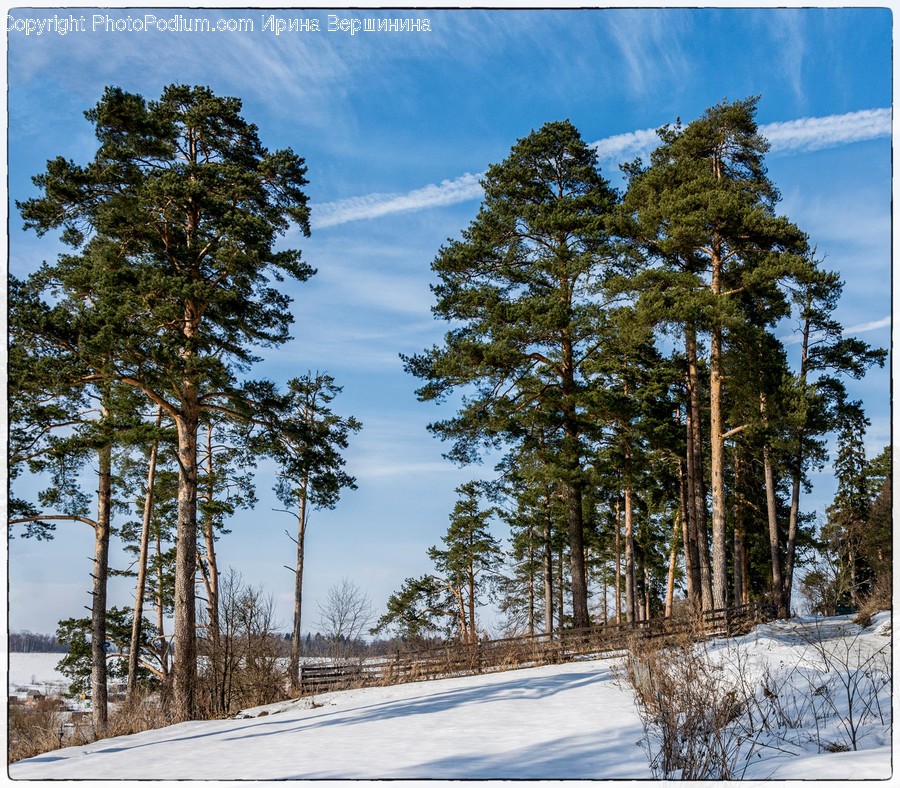 Conifer, Flora, Plant, Tree, Abies