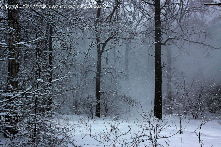 Blizzard, Nature, Outdoors, Snow, Storm