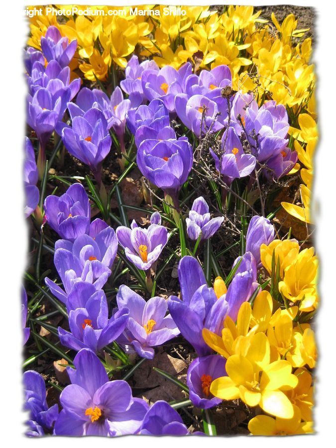 Blossom, Crocus, Flora, Flower, Plant, Flower Arrangement, Flower Bouquet
