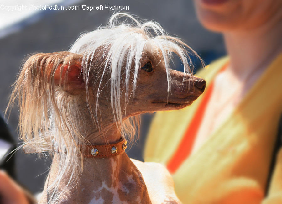 Braid, Hair, Ponytail, Animal, Horse