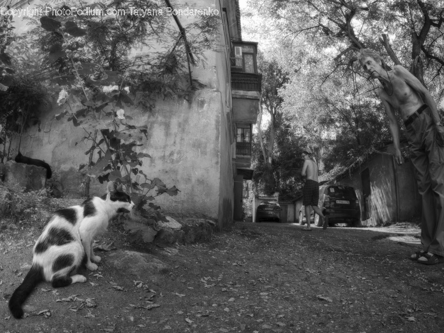 Alley, Alleyway, Building, City, Road