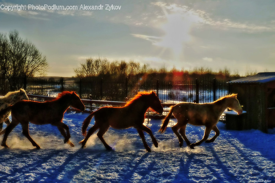 Animal, Foal, Horse, Mammal, Colt Horse