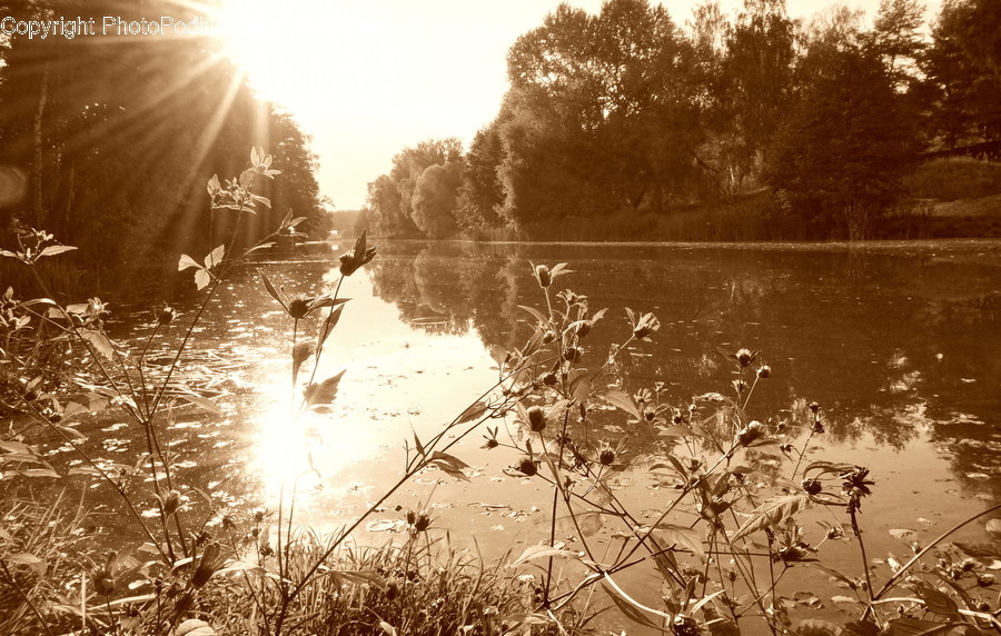 Sunlight, Flora, Grass, Plant, Reed