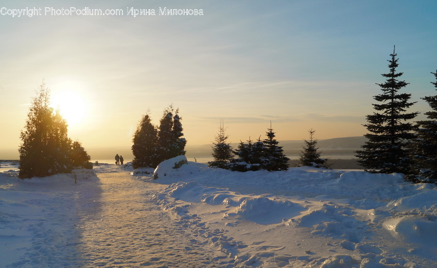 Landscape, Nature, Outdoors, Scenery, Conifer