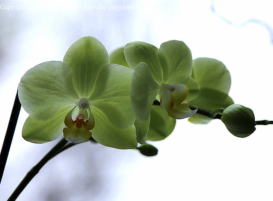 Blossom, Flora, Flower, Geranium, Plant