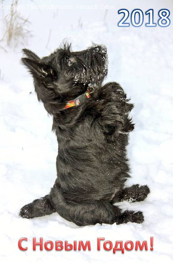 Animal, Canine, Dog, Mammal, Pet