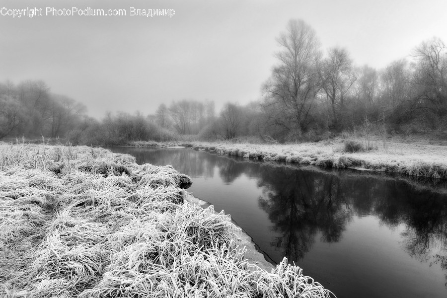 Frost, Ice, Outdoors, Snow, Flora