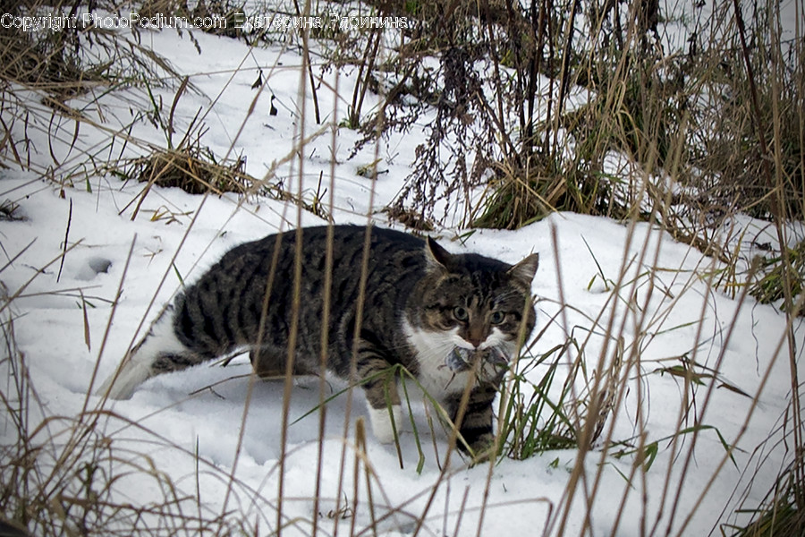 Animal, Cat, Mammal, Pet, Canine