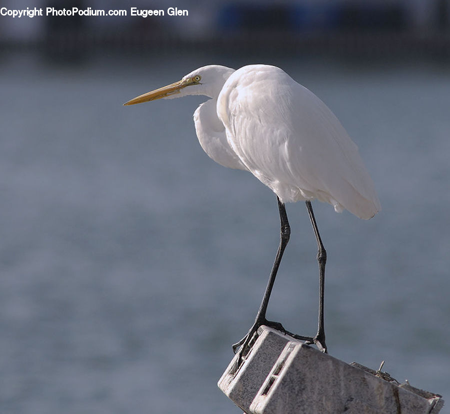 Bird, Crane Bird, Heron, Ardeidae, Stork, Waterfowl