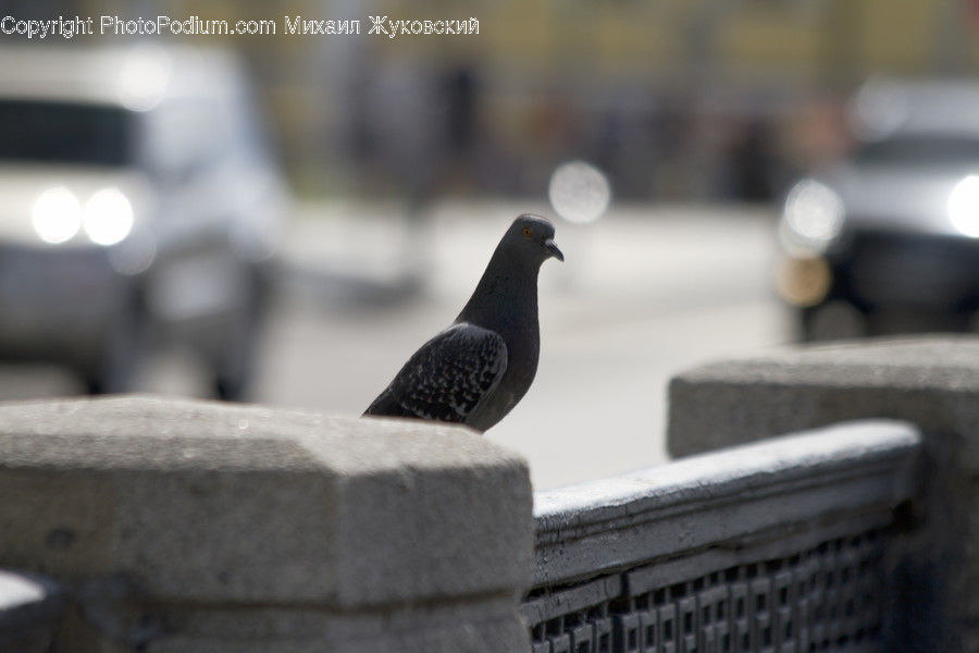 Animal, Bird, Pigeon, Dove, Lighting