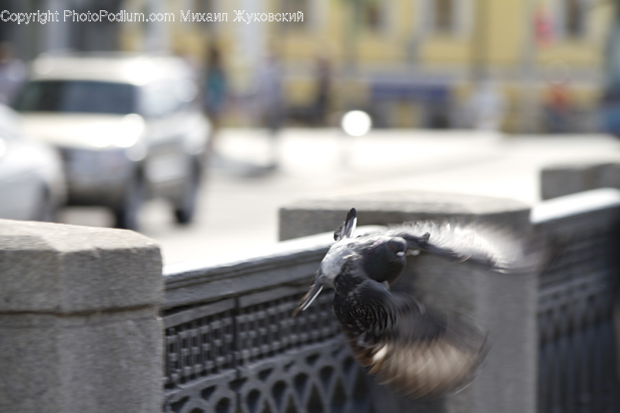 Animal, Bird, Beak