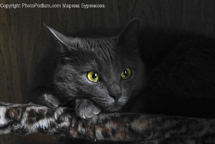 Animal, Cat, Mammal, Manx, Pet