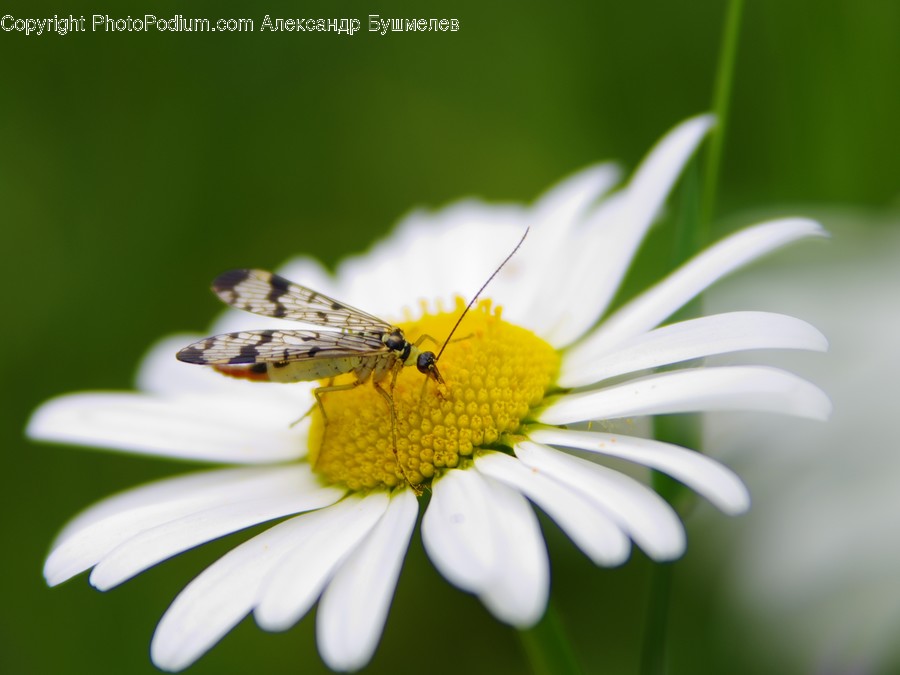 Blossom, Daisies, Daisy, Flora, Flower