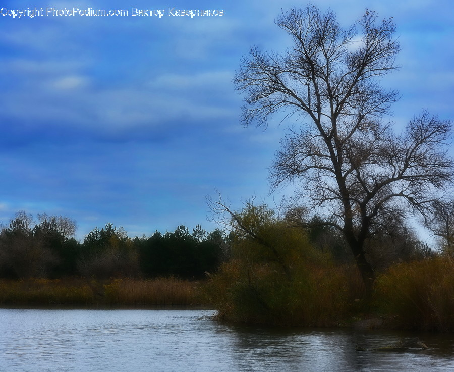 Outdoors, River, Water, Flora, Plant