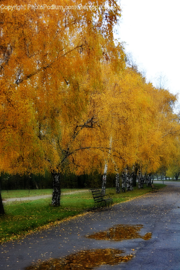 Birch, Flora, Plant, Tree, Park