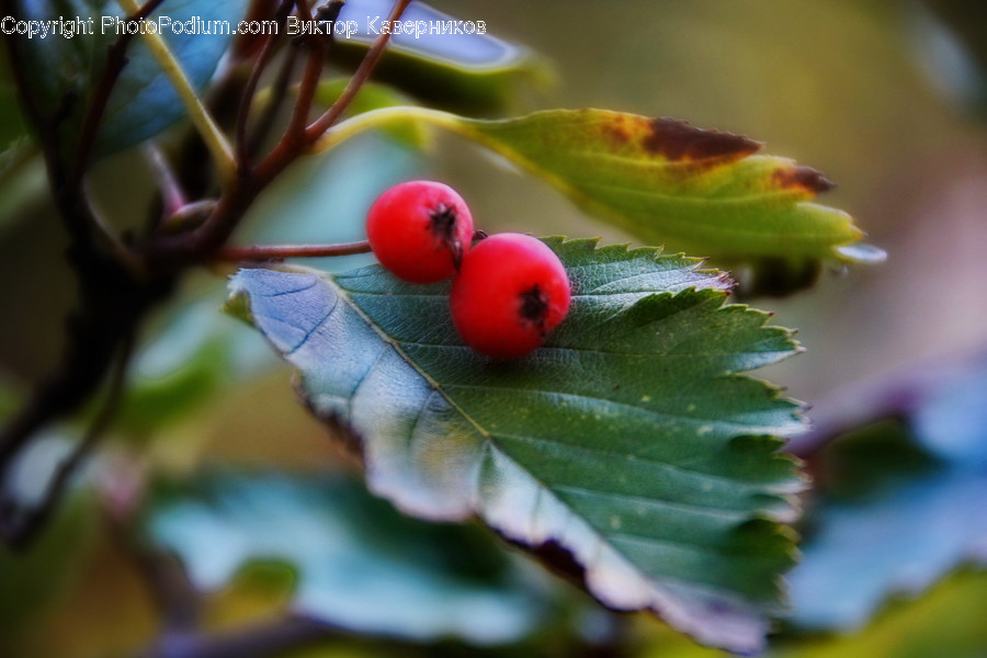 Veins, Flora, Food, Fruit, Plant