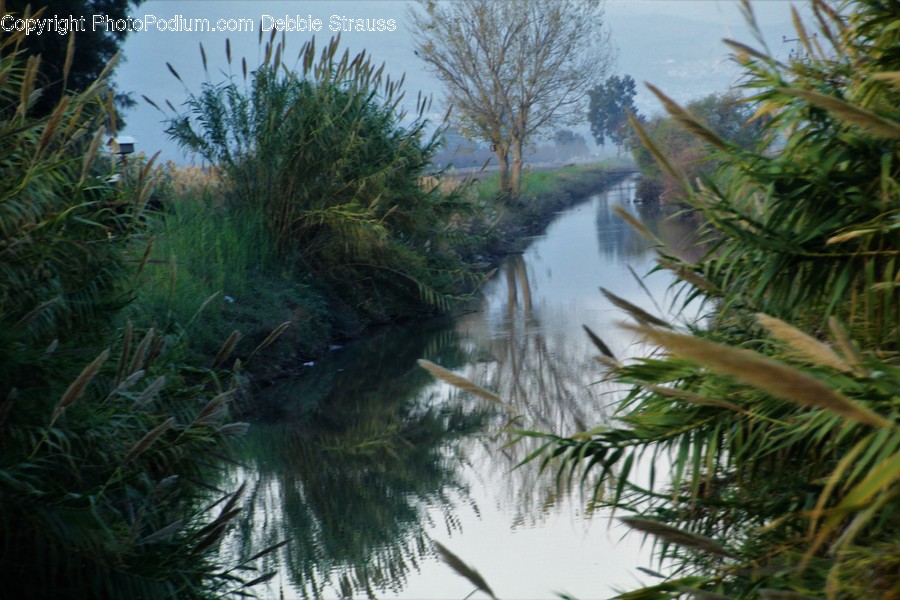 Conifer, Flora, Plant, Tree, Arecaceae
