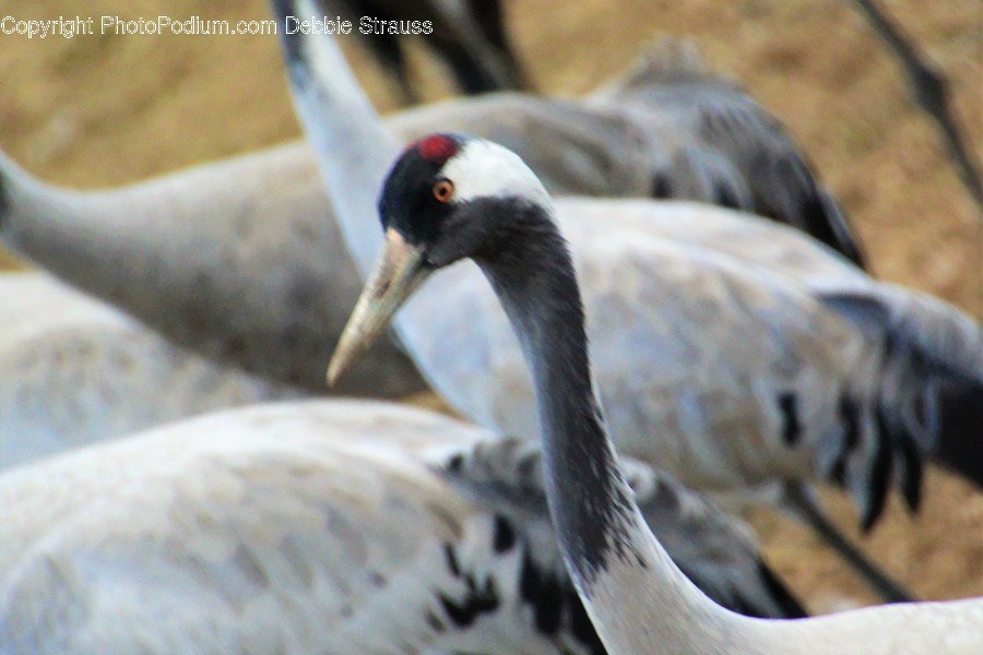 Animal, Ardeidae, Bird, Crane Bird, Heron