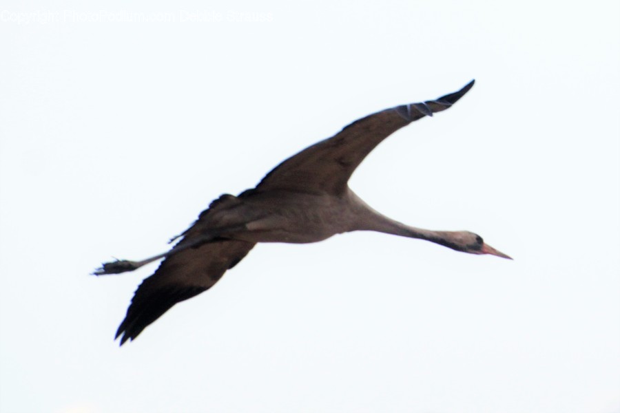 Animal, Ardeidae, Bird, Crane Bird, Heron