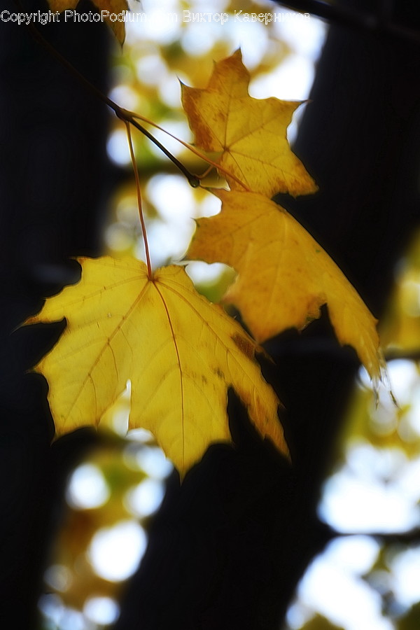 Veins, Flora, Leaf, Maple Leaf, Plant